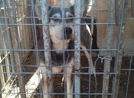 В Волгограде ищет дом пес из рода хаски